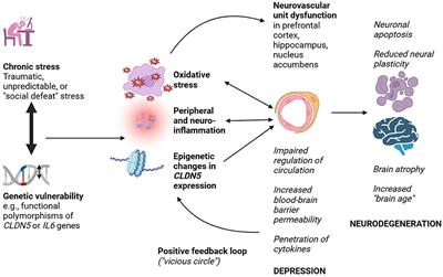 Revisiting a hypothesis: the neurovascular unit as a link between major depression and neurodegenerative disorders